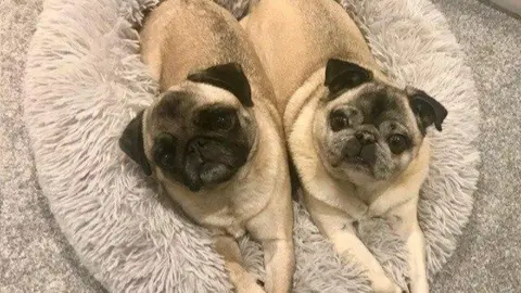 Lindsay Taylor Pugs, Roxy and Ronnie lying side by side on a cream coloured fluffy rug on a carpet with both looking up to the camera 