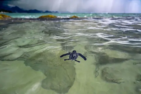 Chaideer Mahyuddin/AFP A precise  tiny  achromatic  turtle with achromatic  stripes swims connected  its ain  done  crystal wide   waters