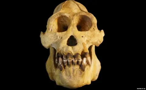 NAter et al Skull of Tapanuli orangutan (c) Nater et al