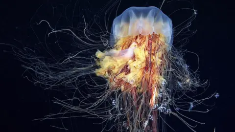 Getty Images Lion's mane jellyfish