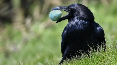 Paul Murdock A black raven holding a guillemot's egg in its beak. It is sat in green grass.