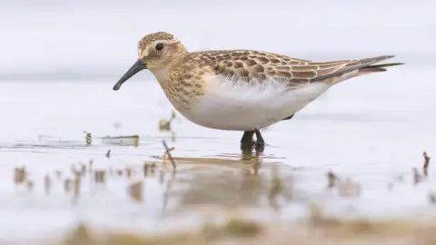 Just Wild Images/Will Bowell A small bird with light and dark brown feathers and a white belly, stood in shallow water.