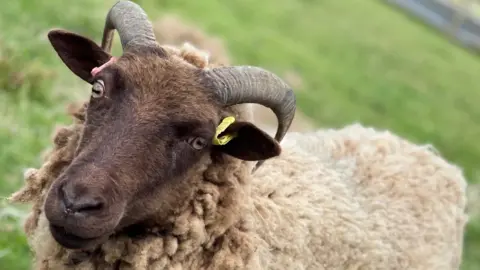 Gorse Hill City Farm Patricia