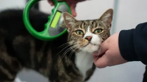 PA Media Cat being chipped