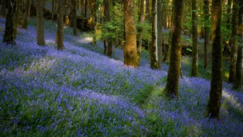 A forest full of bright lilac bluebells. The colours are very picturesque and there are rays of sunlight which shine on green leaves.