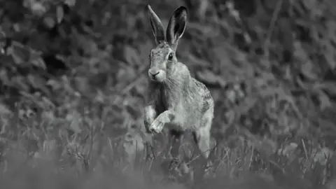 Luke Bennett A black and white image of a wild hare running through a field.