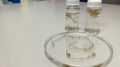 Blood mixed with peptides in a petrie dish and two beakers on a white surface