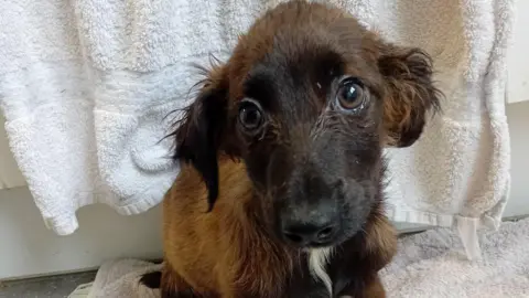 A brown puppy with big sad eyes looks to the camera