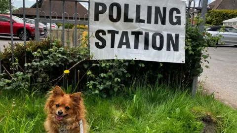 A small brown dog in front of the polling station in Petersfield. It is standing on the grass, in front of a car park, where a few cars can be seen.