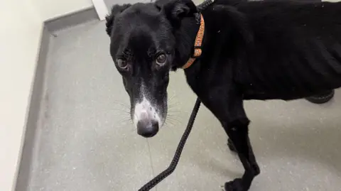 RSPCA A black lurcher standing on the floor of a vet's surgery, staring into the camera