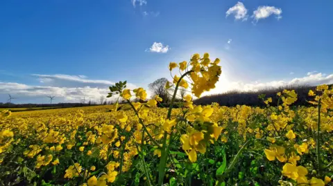 MackemIan A field of yellow flowers on tall green stalks are glowing with the sun behind them. Windmills can be seen in the background.