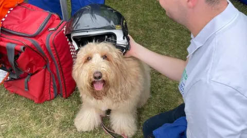 Donate For Defib A fluffy dog with a helmet on