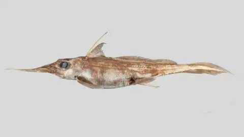 NIWA The Australasian Narrow-nosed Spookfish - a long, thin brown fish with a long snout.