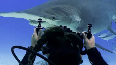 Dan Abbott Alice Cimino swimming with sharks