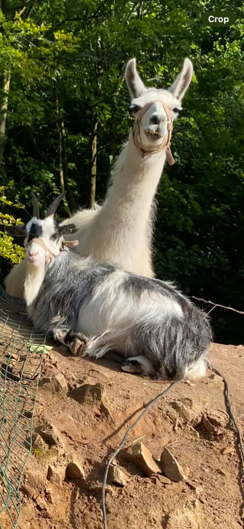 Overtoun Llama Lodges Llama in a halter faces the camera while a grey-and-white horned goat rests on a rocky ledge in sunlit woodland.