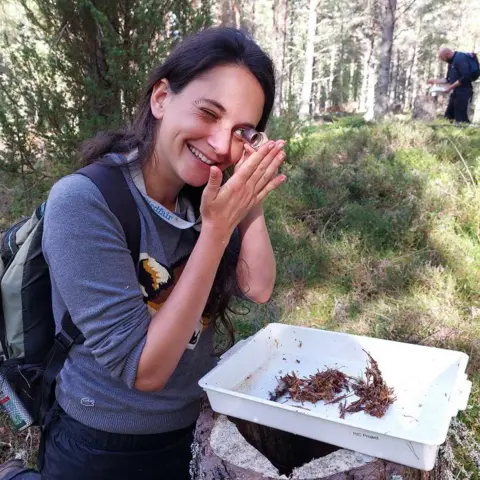 Josie Slade Hoverfly survey