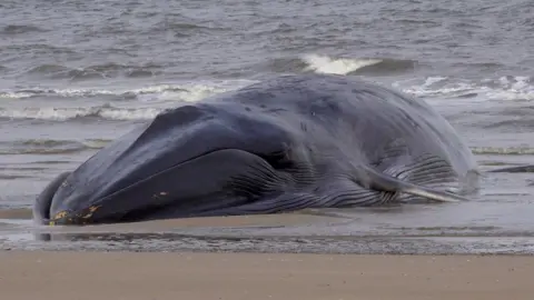 Paul Murphy/BBC Stranded whale