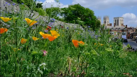 Wildflowers close to York Station walls, with York Minster in the background.