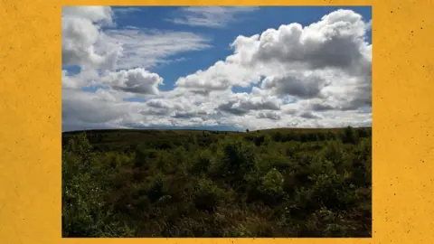Hedley Bishop A field