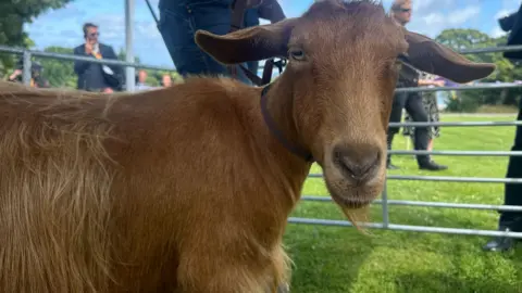 A Golden Guernsey goat in a show pen looks directly at the camera. She has  a collar around her neck