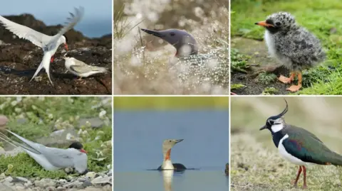 NATURE SCOT A selection of images of birds threatened by mink