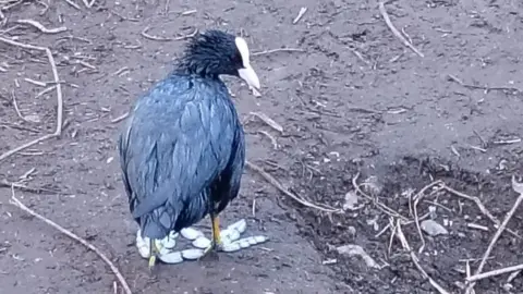 A small water bird with dark feathers and a white beak and feet standing on the ground, which appears to have been covered in diesel oil. 