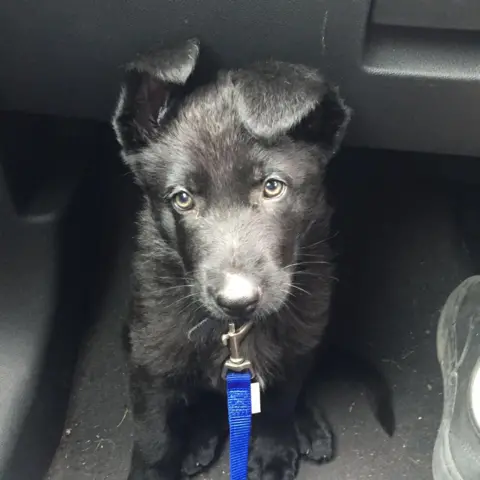 Supplied A photograph of a black German Shepherd puppy with a blue collar