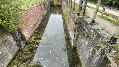 Dead fish were found on top of the water at Skinner's Lock on Grantham Canal