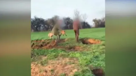 BBC A still from a video that apparently shows a fox being pulled out of its den