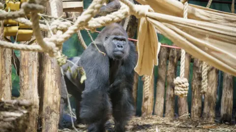 Dominic Lipinski/ZSL London Zoo Kiburi