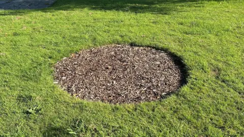 A picture of an empty spot in a park where the tree was planted, A circle is cut out of the grass and full of bark 