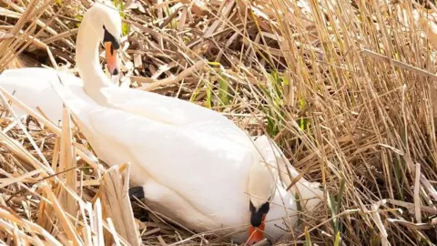 Cardiff Rivers Group Two swans making a nest.
