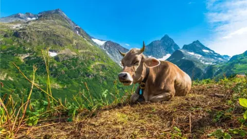 Getty Images Swiss farming