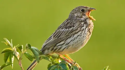 A photograph of corn bunting bird perched on a leafy branch with a bright green background. The bird has a mixture of brown and white feathers, has its beak open and appears to be singing.