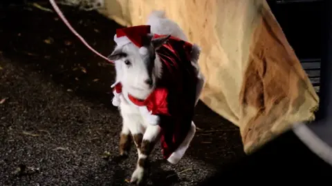 A goat dressed as Santa