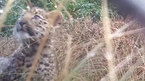 RZSS Amur leopard cub