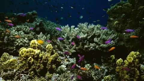 Getty Images Coral garden and Yellow-striped fairy basslets in the Great Barrier Reef