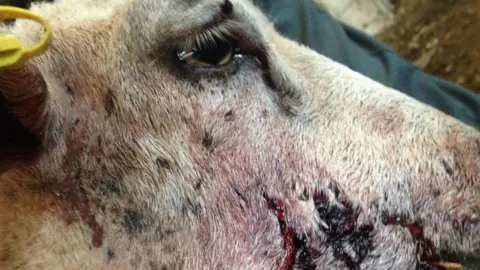 Charlotte Llywelyn Sheep with blood on its muzzle