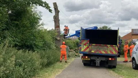 BBC Felling of oak tree in Bretton