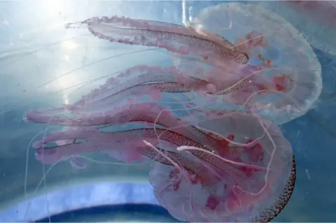 Getty Images Mauve stinger jellyfish