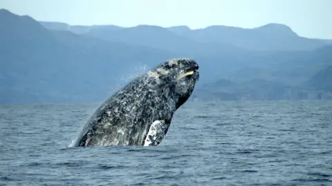 NOAA Grey whale