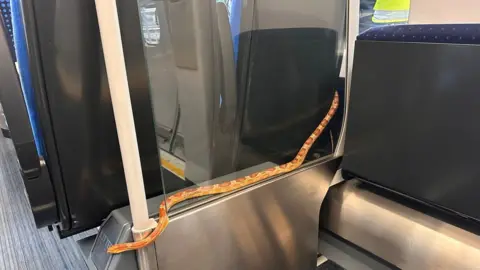 Northern Snake on train