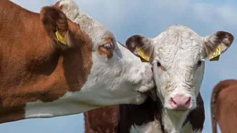 Getty Images Two cows