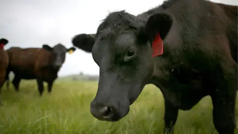 Getty Images Beef cattle in California