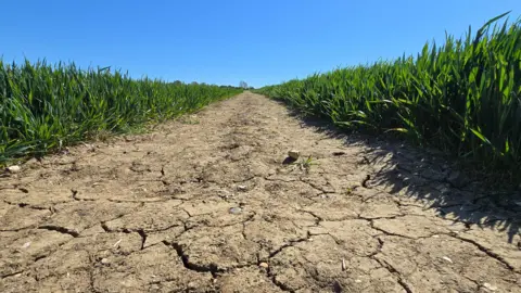 Brown cracked earth path through green field
