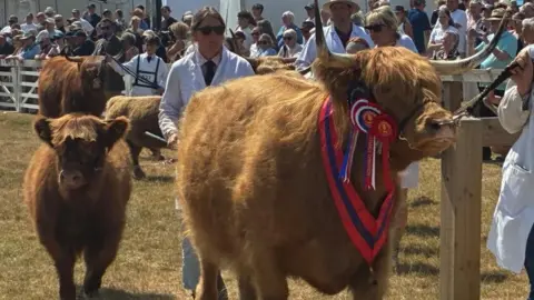 A large highland cow wearing a halter covered in rosettes is lead through a ring. A smaller calf follows.