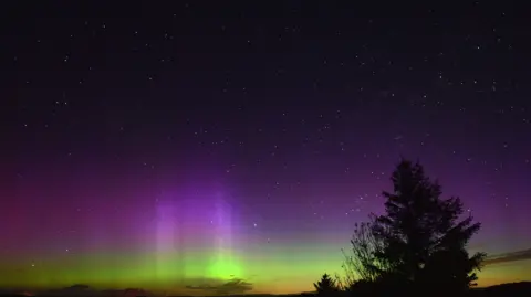Greens and purples of the aurora borealis with a tree in the foreground
