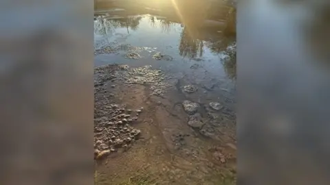 Hayley Ling The sewage in Ms Ling's garden