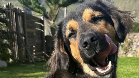Mirelle Radley A black and brown dog is seen licking its mouth in a garden that has a green lawn and a wall and mountains in the background.