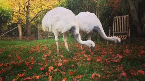 Amazing Animal Encounters Two white-feathered rheas grazing. There are red leaves scattered all over the grass.